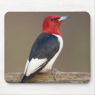 Red-headed Woodpecker on fence Mouse Pad