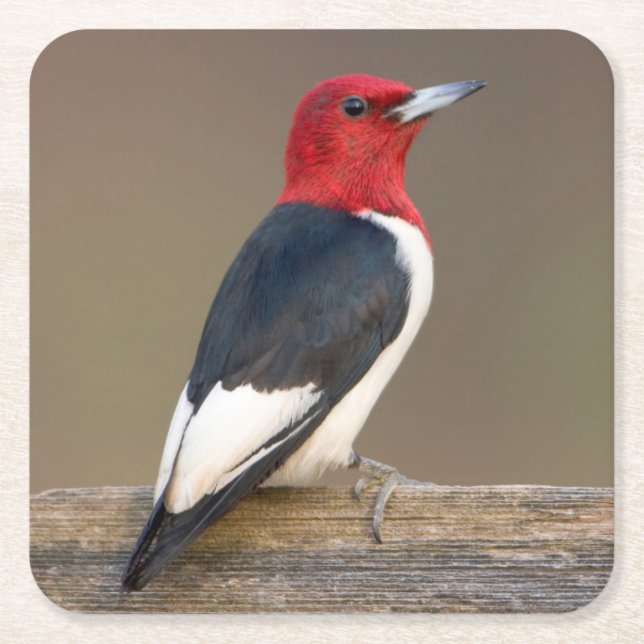 Red-headed Woodpecker on fence Square Paper Coaster (Front)