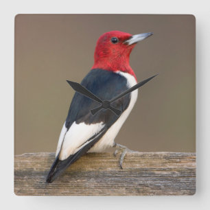Red-headed Woodpecker on fence Square Wall Clock