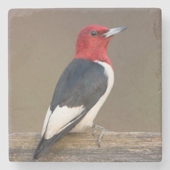 Red-headed Woodpecker on fence Stone Coaster (Front)