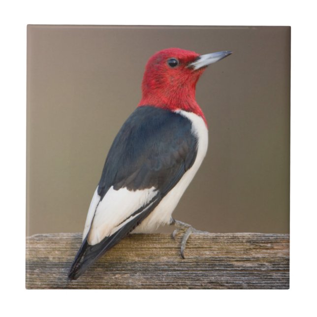 Red-headed Woodpecker on fence Tile (Front)