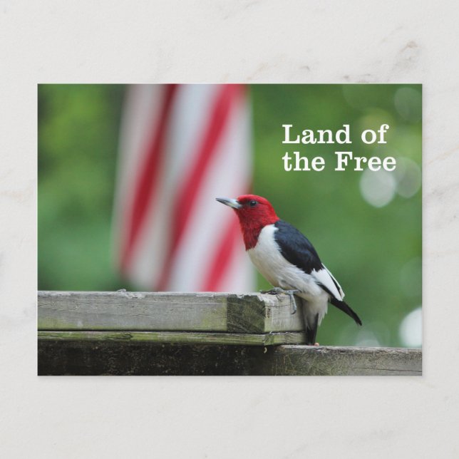 Red-headed Woodpecker Postcard (Front)