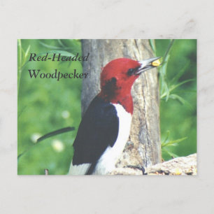 Red-Headed , Woodpecker postcard