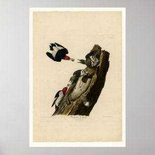 Red headed Woodpecker Poster