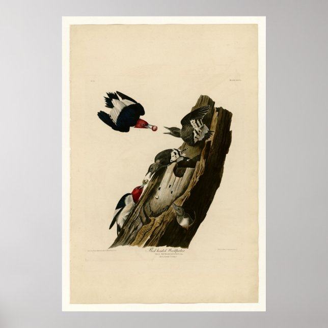 Red headed Woodpecker Poster (Front)