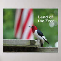 Red-headed Woodpecker