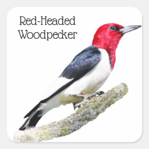 Red-Headed Woodpecker Square Sticker