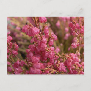 Red Heather flowers Postcard