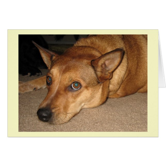 Red Heeler Cattle Dog -  Ranch Dog Lover - Blank (Front Horizontal)