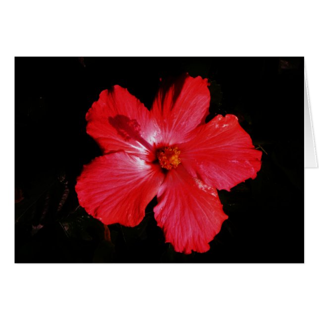 Red Hibiscus (Front Horizontal)