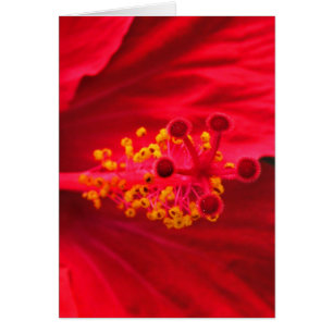 Red hibiscus