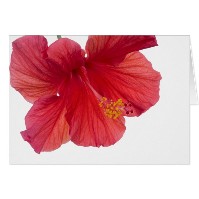 Red Hibiscus (Front Horizontal)