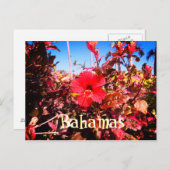 Red Hibiscus Bahamas Postcard (Front/Back)