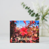 Red Hibiscus Bahamas Postcard (Standing Front)