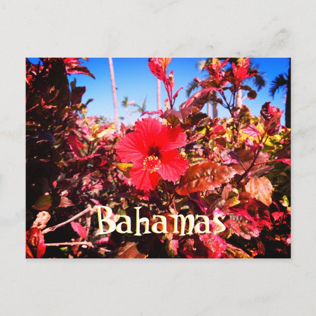 Red Hibiscus Bahamas Postcard (Front)