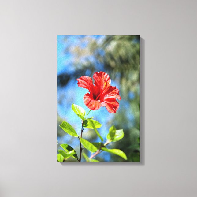 Red Hibiscus Canvas Print (Front)