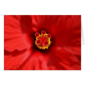 Red Hibiscus Close-up Card