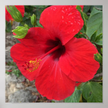 Red Hibiscus Flower Park Güell Barcelona