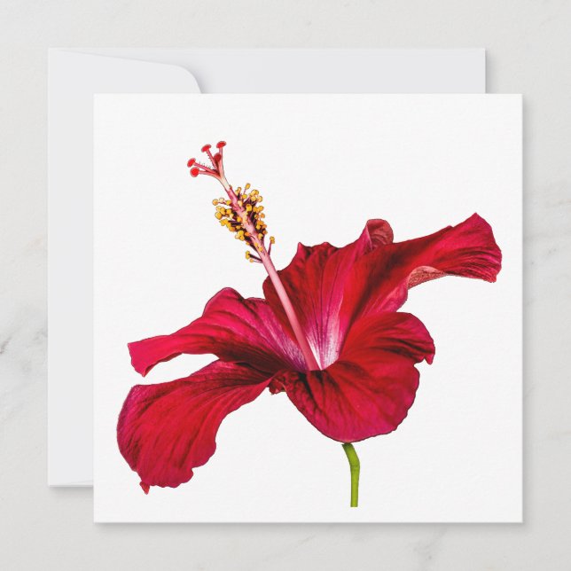 Red Hibiscus Flower Side View Invitation (Front)