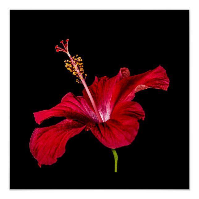 Red Hibiscus Flower Side View Value Poster (Front)
