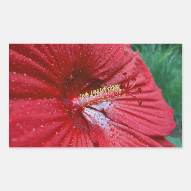 Red Hibiscus Flower With Raindrops Photo Sticker (Front)