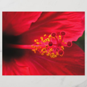 Red hibiscus flyer