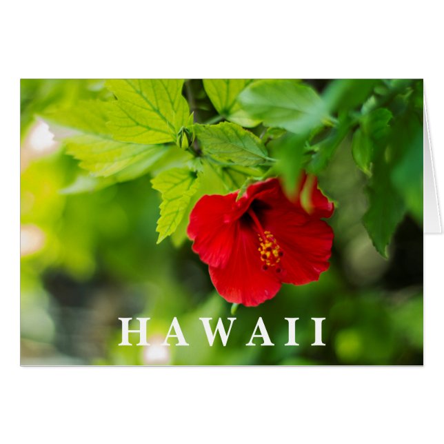 Red Hibiscus Hawaii Tropical (Devant horizontal)
