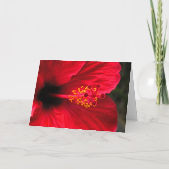 Red hibiscus holiday card (Front)