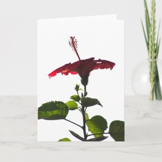 Red Hibiscus, Into the Light Card (Front)