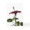 Red Hibiscus, Into the Light