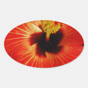 Red Hibiscus Oval Sticker