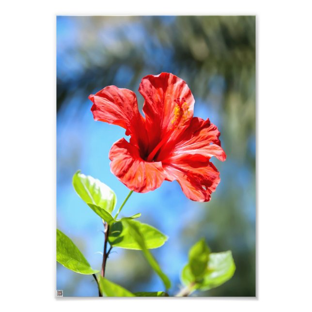 Red Hibiscus Photo Print (Front)