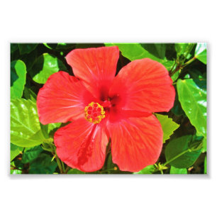 Red Hibiscus - Photo Print