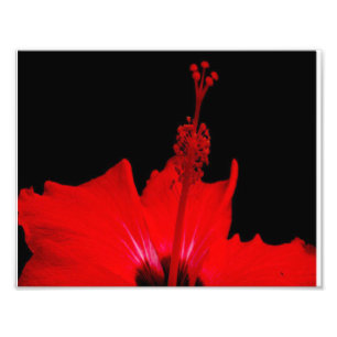 Red Hibiscus Photo Print