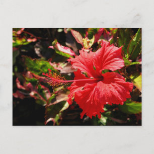Red Hibiscus Postcard