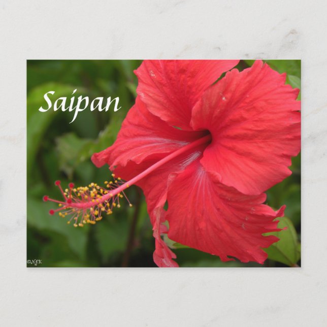Red Hibiscus Postcard (Front)