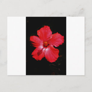 Red Hibiscus Postcard