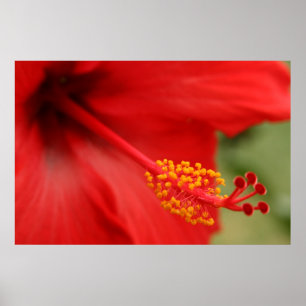Red Hibiscus Poster