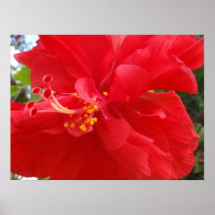Red Hibiscus Poster