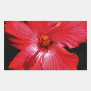 Red Hibiscus Sticker