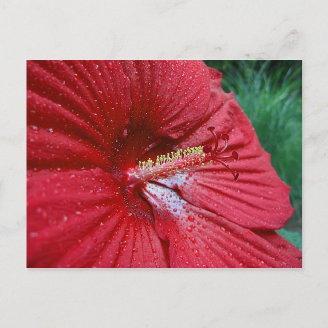 Red Hibiscus With Raindrops Postcard (Front)