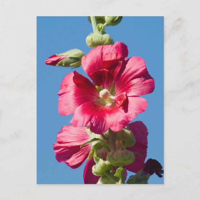 Red Hollyhock Against a Blue Sky Postcard (Front)