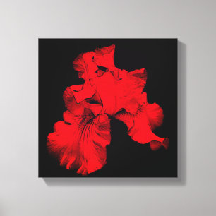 Red Hot Bearded Iris Flower Abstract Canvas Print