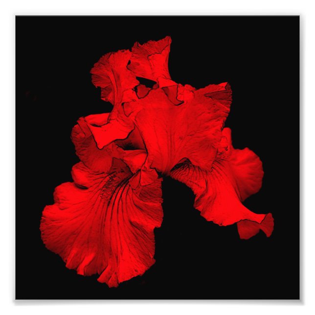 Red Hot Bearded Iris Flower Art 8x8 Photo Print (Front)