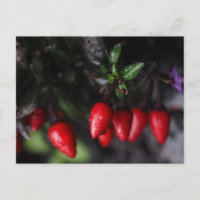 Red Hot Garden Salsa Chili Peppers.