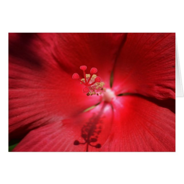Red Hot Hibiscus (Front Horizontal)