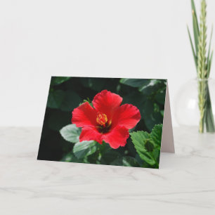 Red Hot Hibiscus Happy Birthday Card