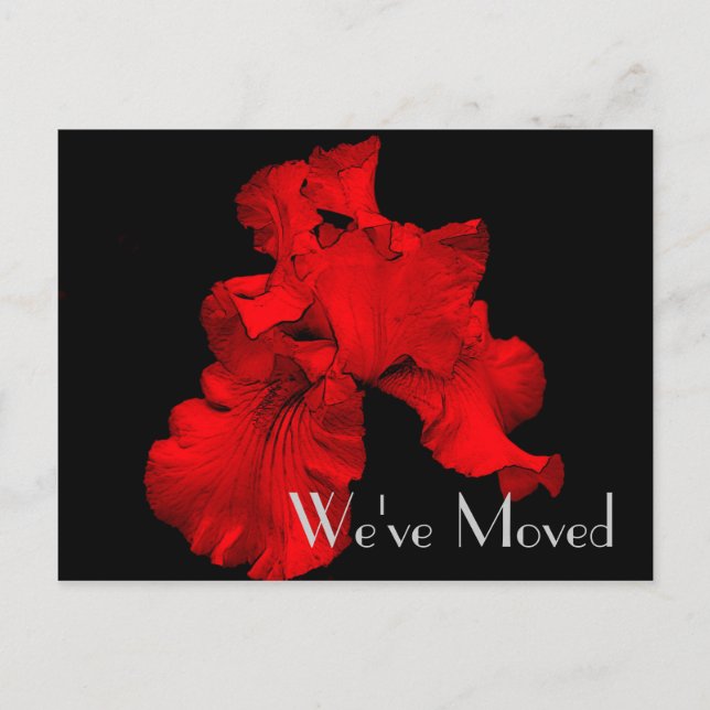 Red Hot Iris New Address Floral Art Postcard (Front)