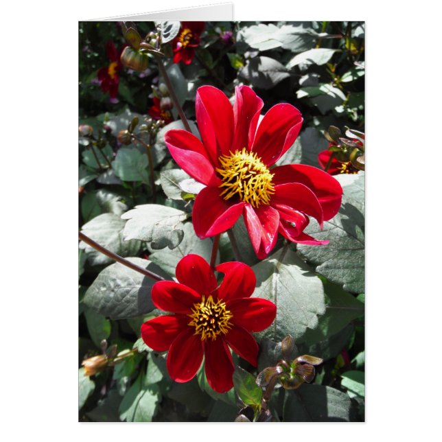 red hot pink daisy / daisies flowers (Front)