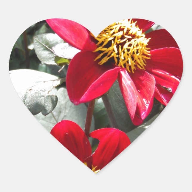 red hot pink daisy / daisies flowers heart sticker (Front)